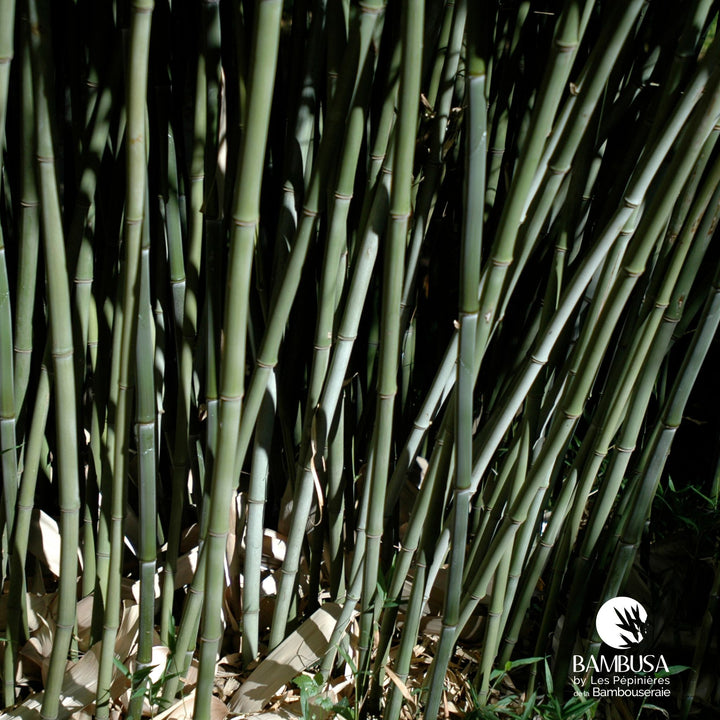 Phyllostachys bissetii — hauteur adulte : plus de 5 m — photo 15