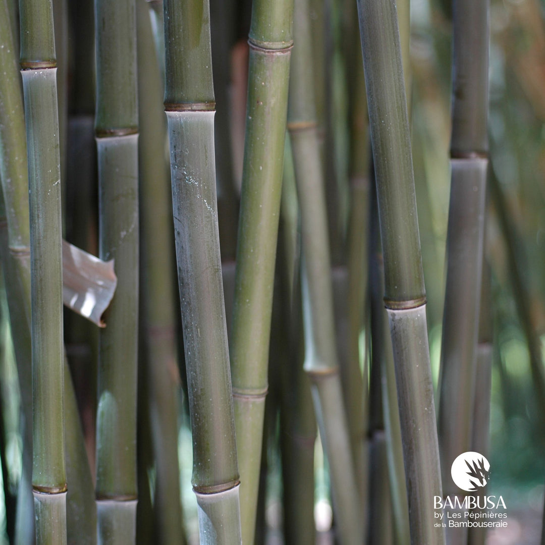 Phyllostachys bissetii