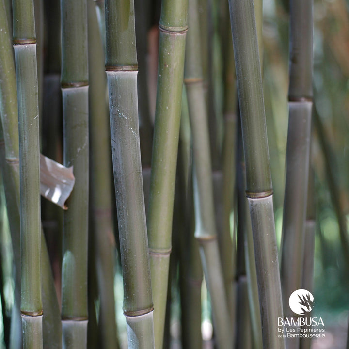Phyllostachys bissetii