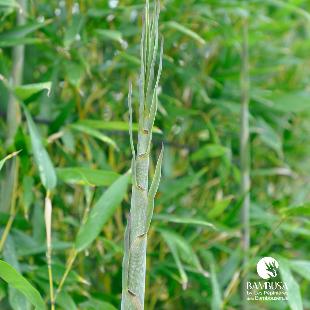 Phyllostachys bissetii aux chaumes verts