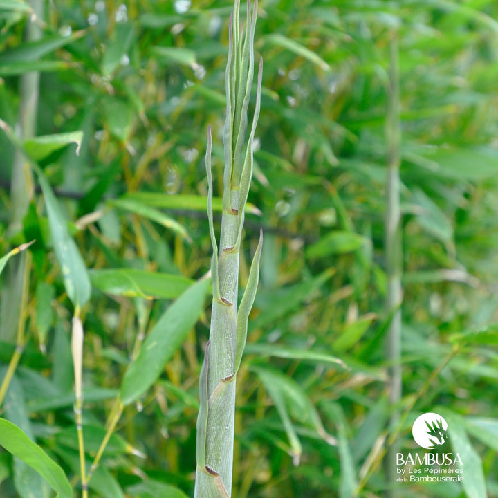 Phyllostachys bissetii aux chaumes verts