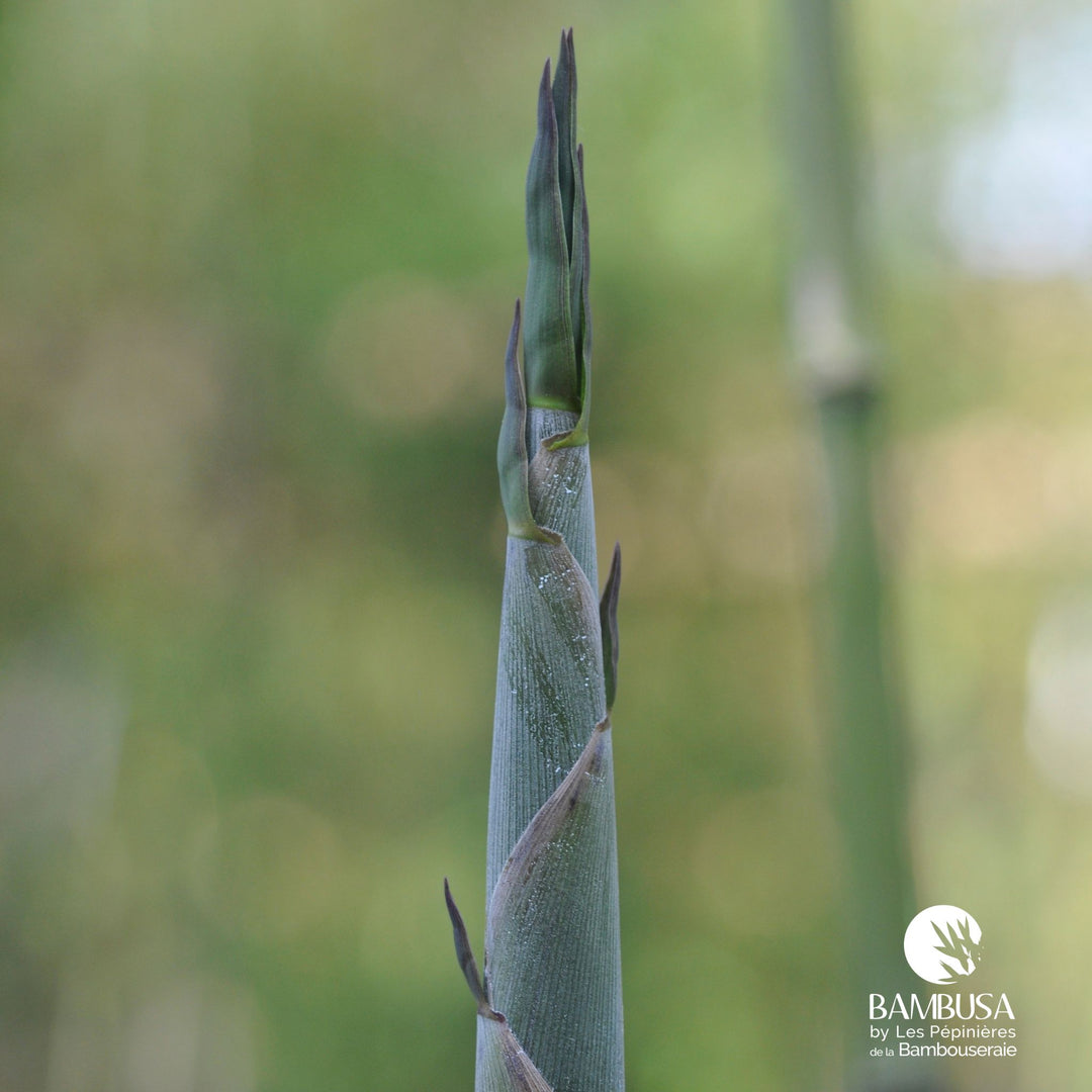 Phyllostachys bissetii au port érigé