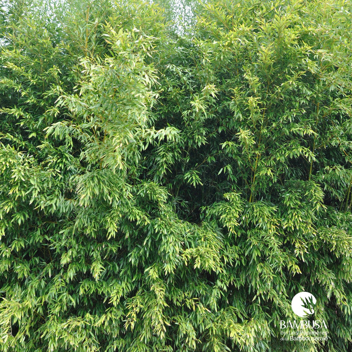 Phyllostachys bissetii — hauteur adulte : plus de 5 m
