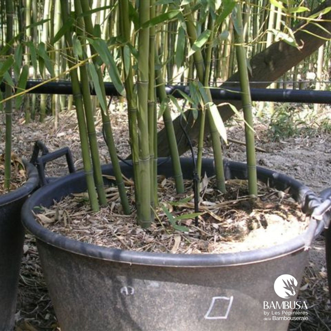 Phyllostachys bissetii — bambou traçant, à planter avec barrière anti-rhizome — photo 21