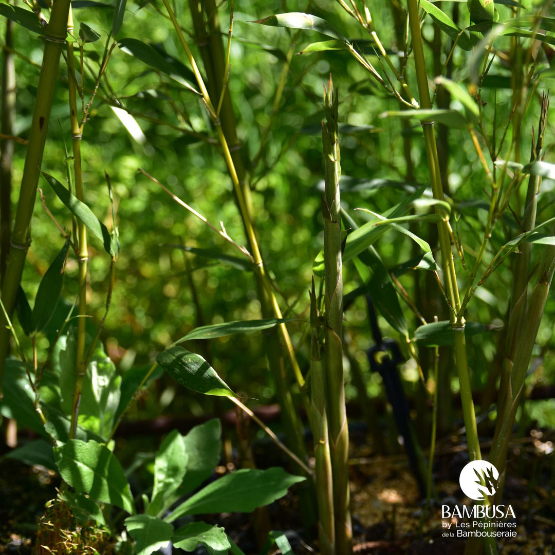 Phyllostachys bissetii — rustique jusqu&