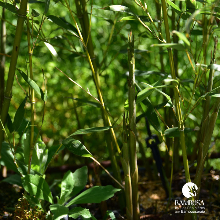 Phyllostachys bissetii — rustique jusqu&