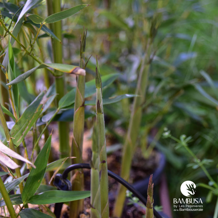 Phyllostachys bissetii — exposition soleil ou mi-ombre