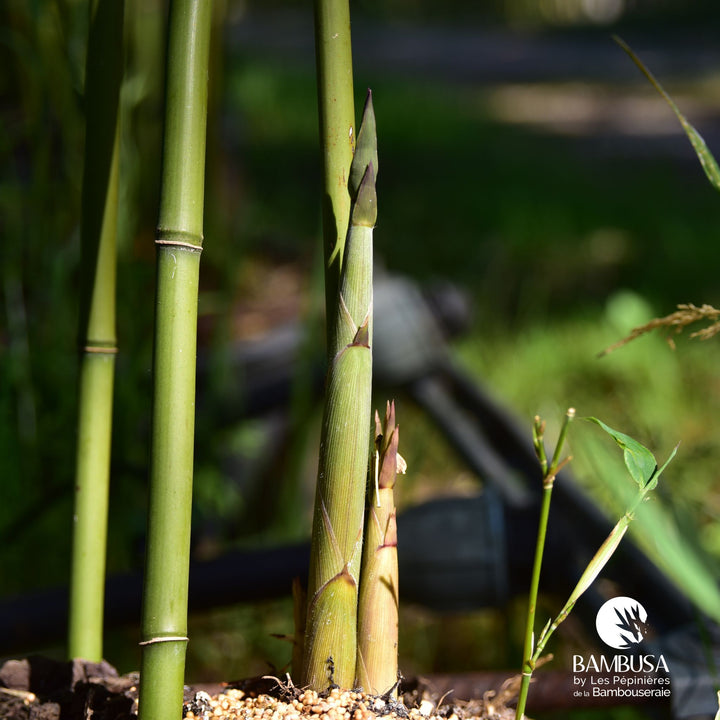 Phyllostachys bissetii pour haie