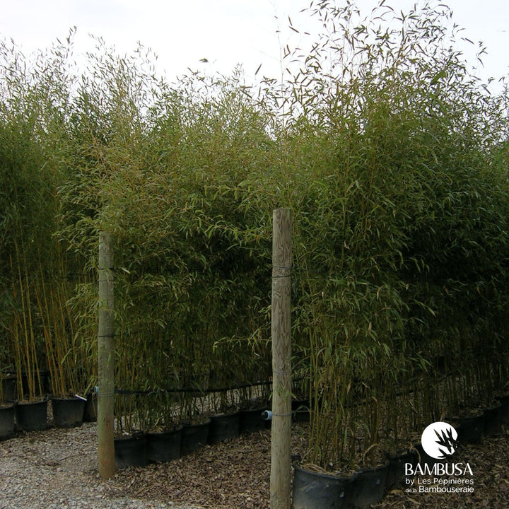 Phyllostachys bissetii — exposition soleil ou mi-ombre — photo 17