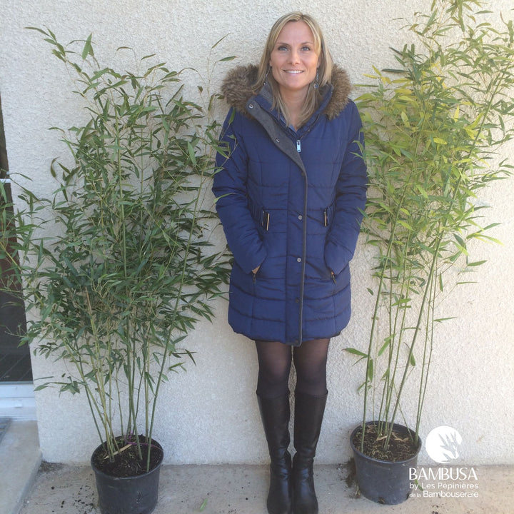 Phyllostachys bissetii pour haie — photo 19