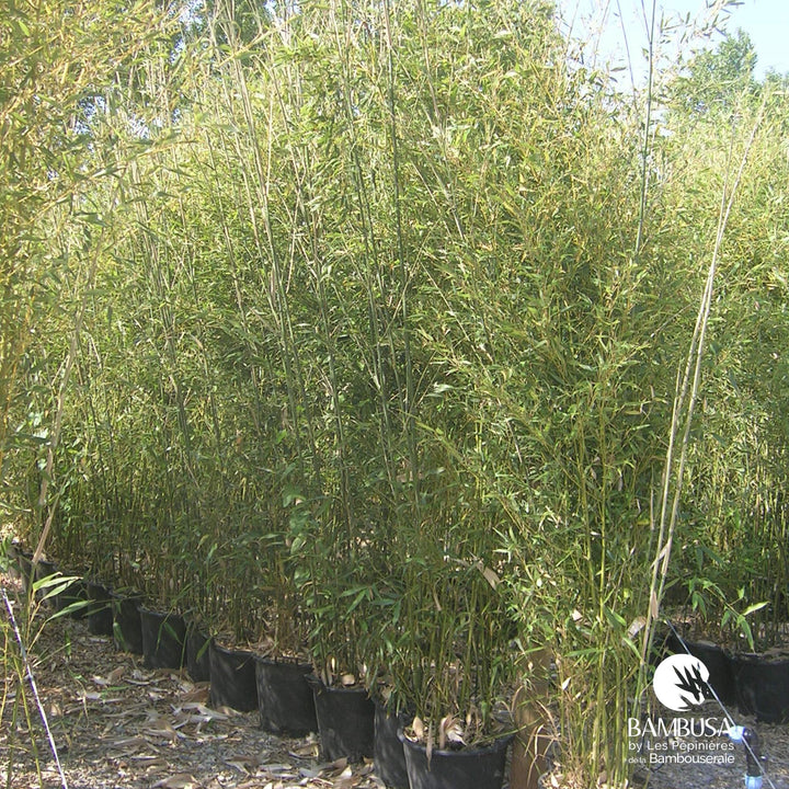 Phyllostachys bissetii — rustique jusqu&