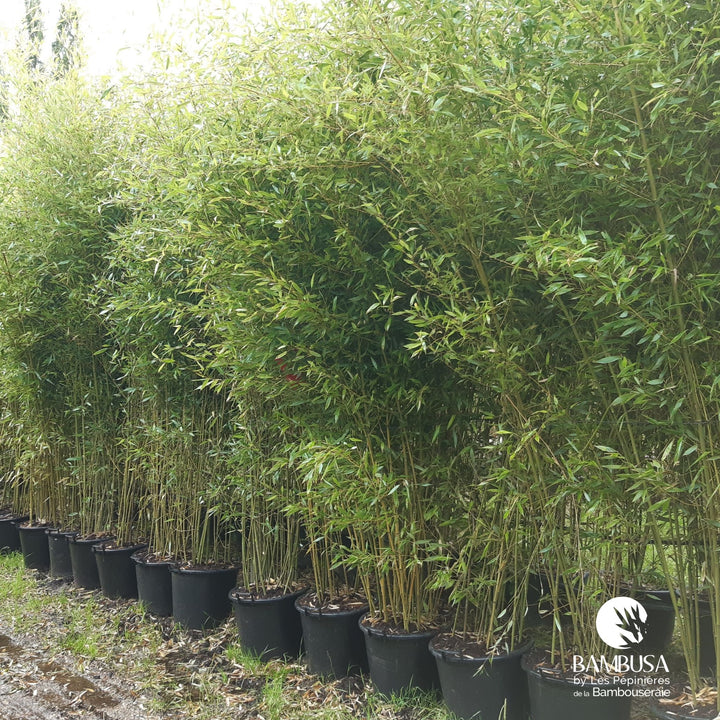 Phyllostachys bissetii au port érigé — photo 16