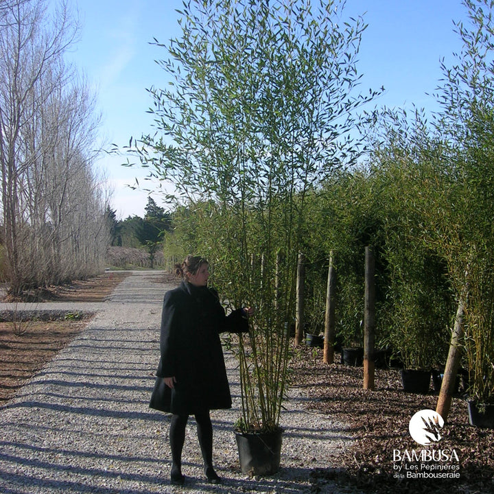 Phyllostachys bissetii en massif de jardin — photo 20
