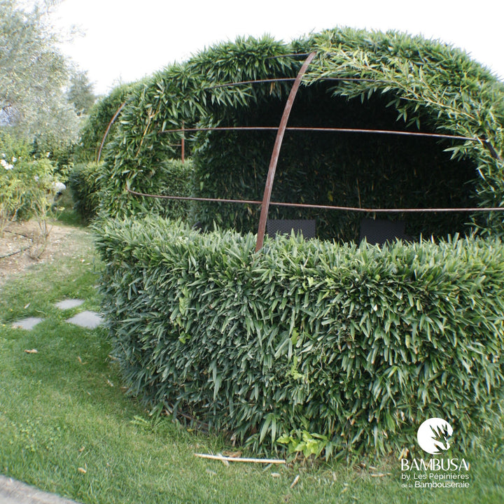 Phyllostachys bissetii en massif de jardin