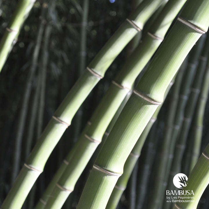Phyllostachys dulcis — hauteur adulte : plus de 5 m