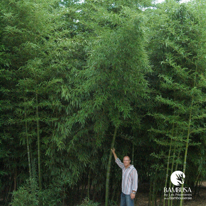 Phyllostachys dulcis — rustique jusqu&