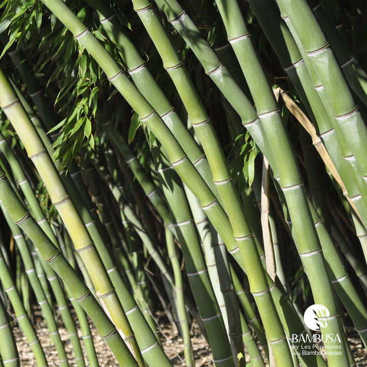 Phyllostachys dulcis pour haie