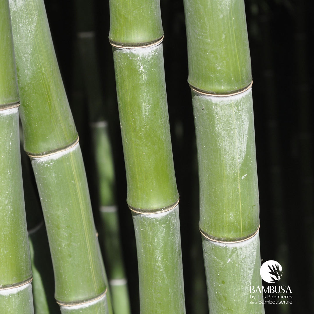 Phyllostachys dulcis — bambou traçant, à planter avec barrière anti-rhizome