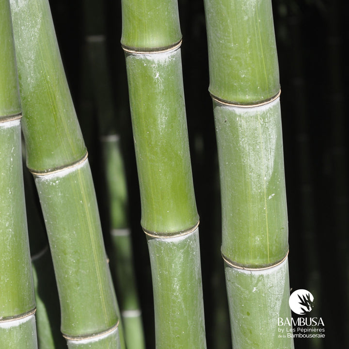 Phyllostachys dulcis — bambou traçant, à planter avec barrière anti-rhizome