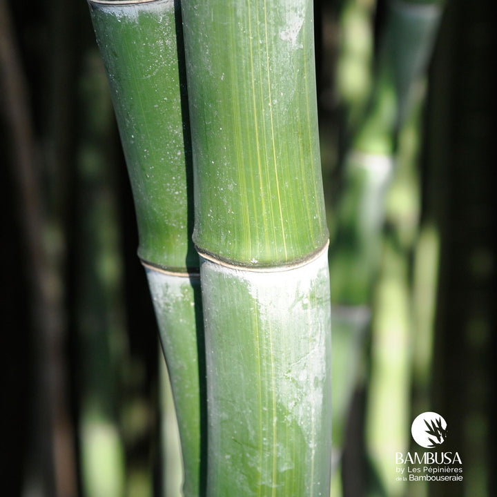 Phyllostachys dulcis — pépinière Bambusa