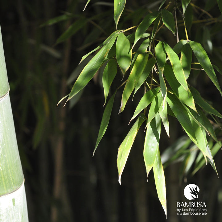 Phyllostachys dulcis | Bambou doux — photo 13