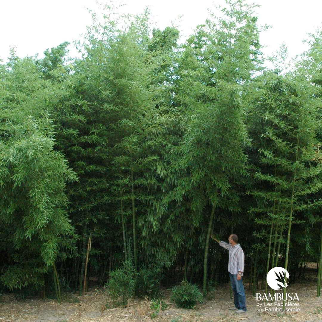 Phyllostachys dulcis | Bambou doux