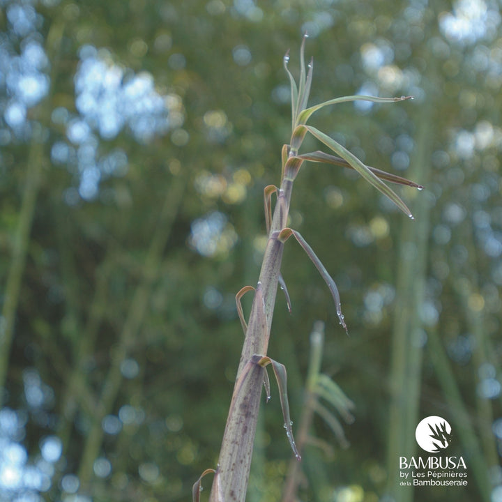 Phyllostachys flexuosa — hauteur adulte : plus de 5 m