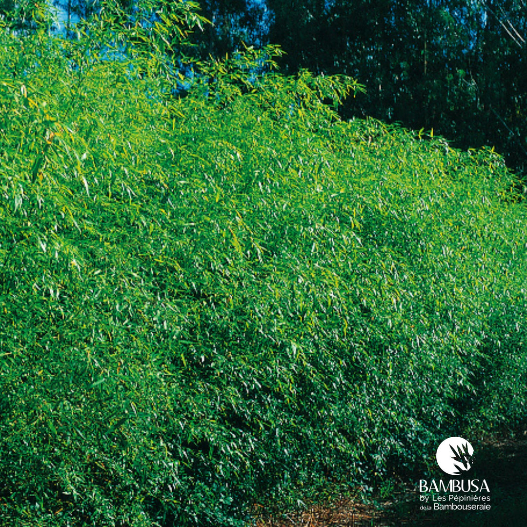 Phyllostachys flexuosa — exposition soleil ou mi-ombre