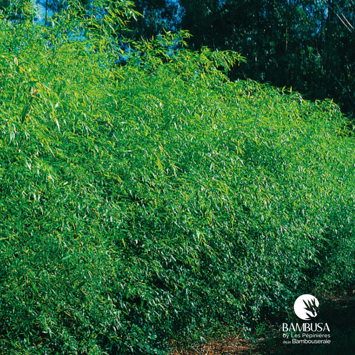 Phyllostachys flexuosa — exposition soleil ou mi-ombre