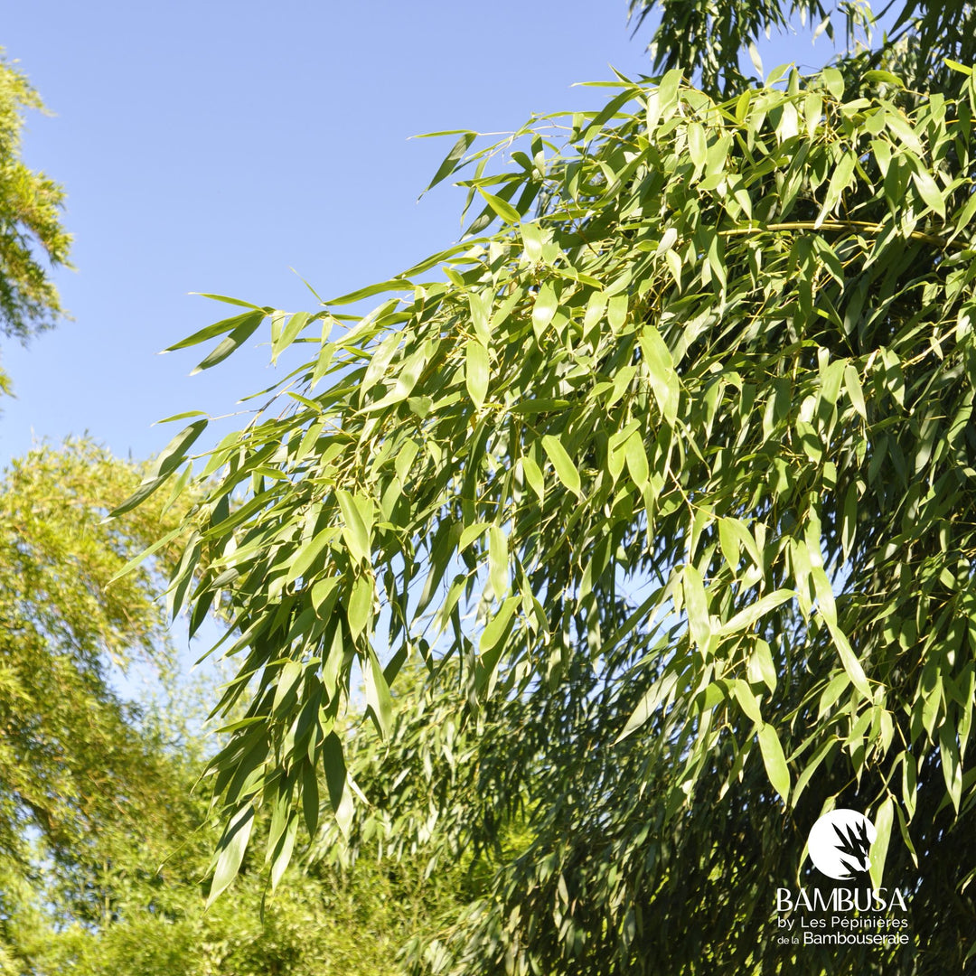 Phyllostachys flexuosa — rustique jusqu&