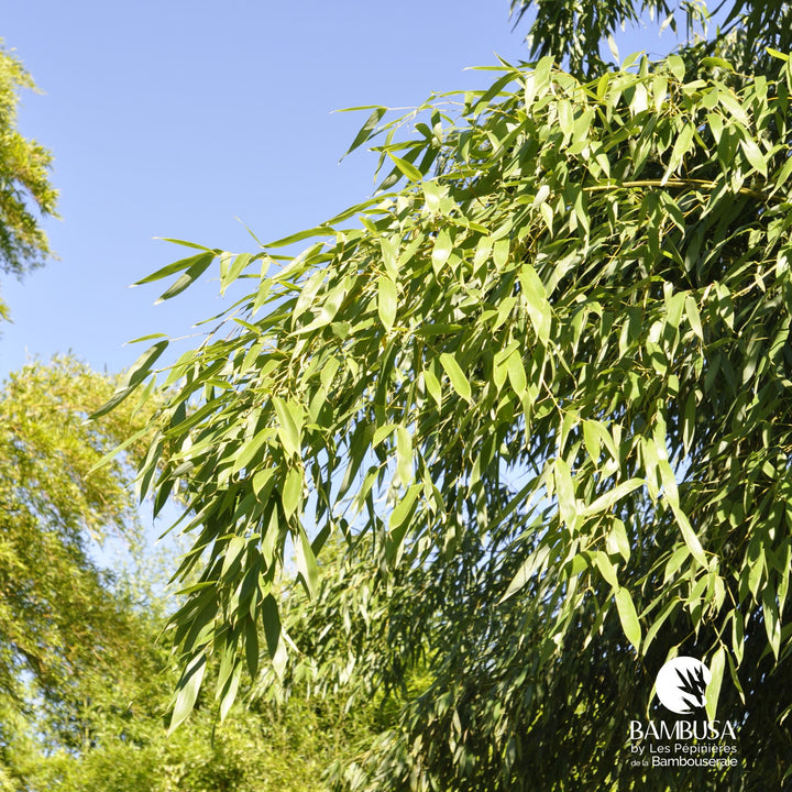 Phyllostachys flexuosa — rustique jusqu&