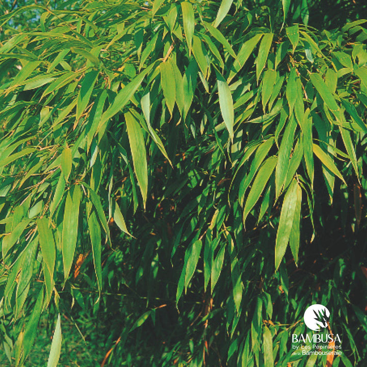 Phyllostachys flexuosa aux chaumes verts