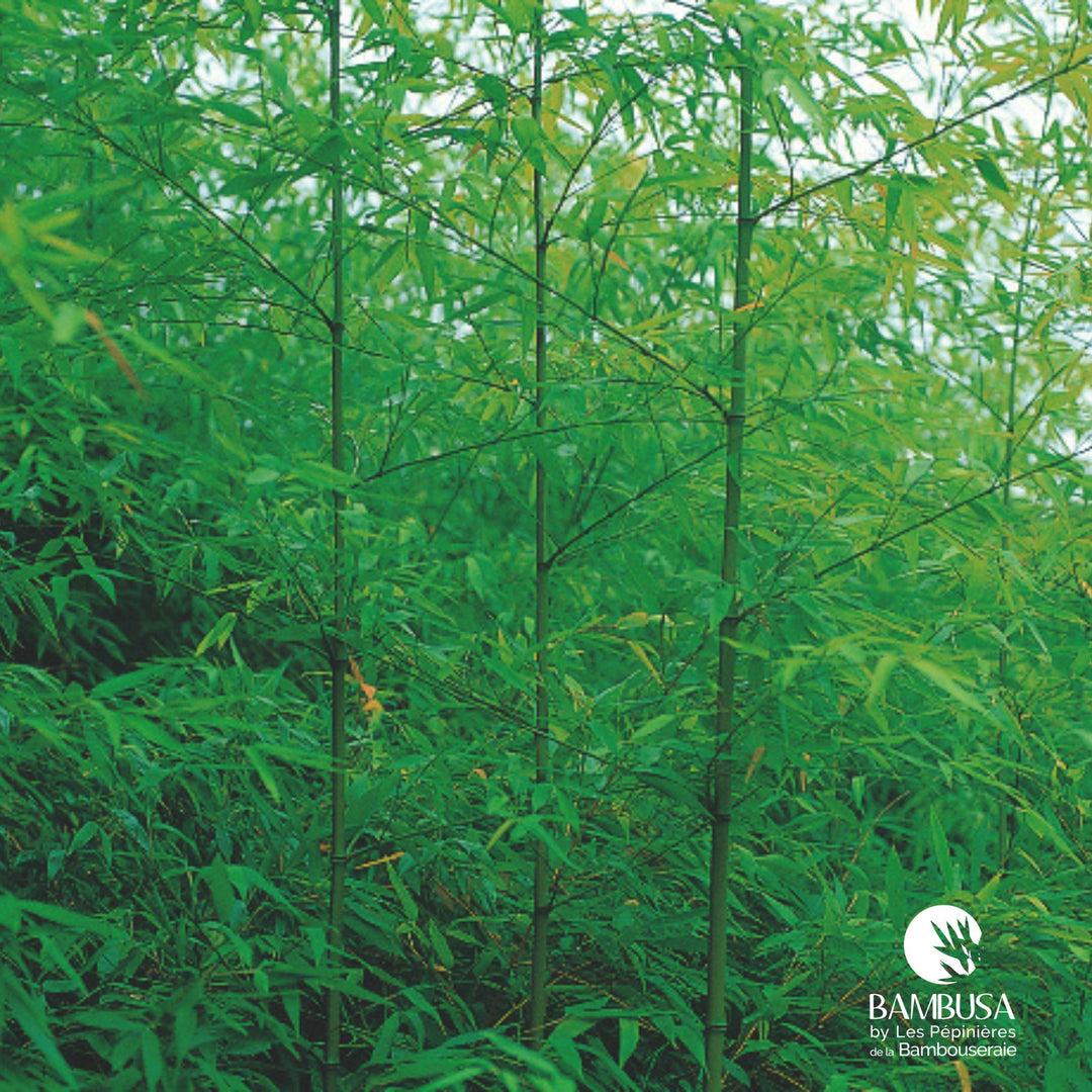 Phyllostachys flexuosa au port retombant