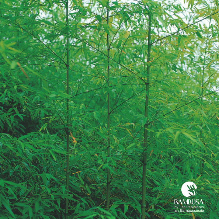 Phyllostachys flexuosa au port retombant