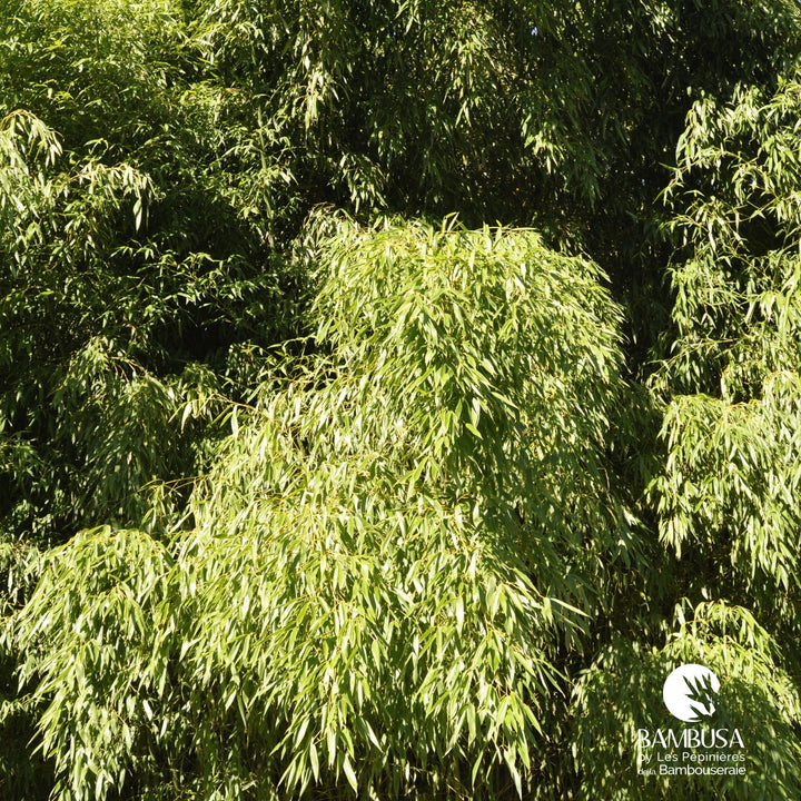Phyllostachys flexuosa
