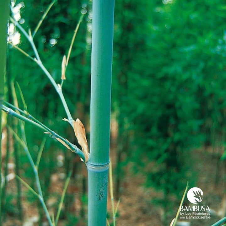 Phyllostachys glauca — rustique jusqu&