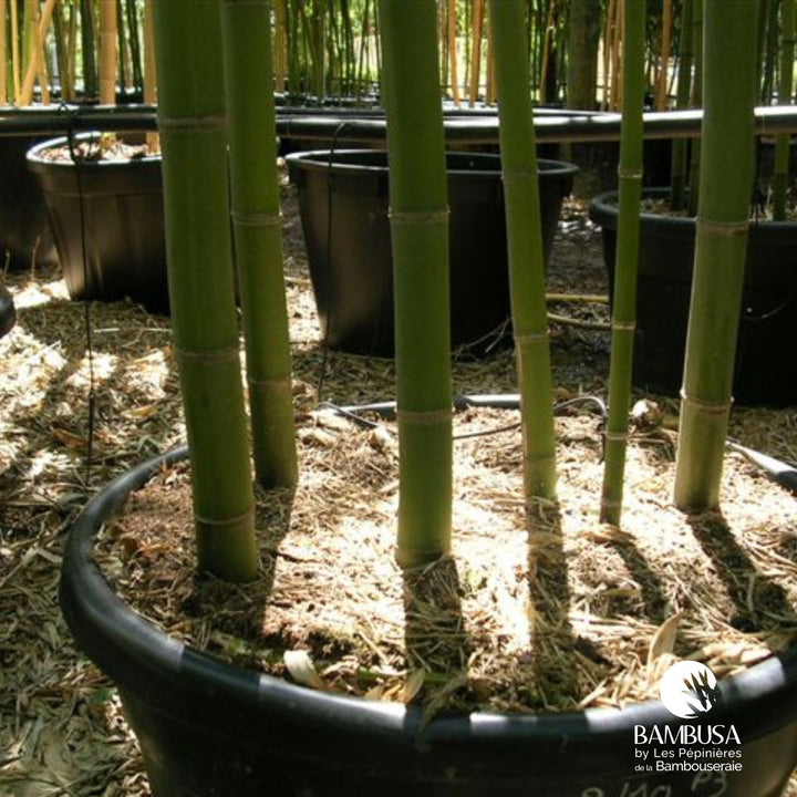 Phyllostachys glauca en brise-vue