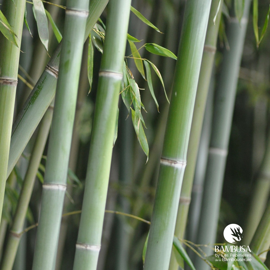 Phyllostachys glauca — hauteur adulte : plus de 5 m