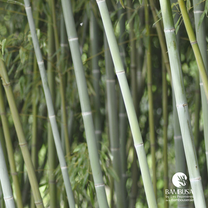 Phyllostachys glauca au port érigé