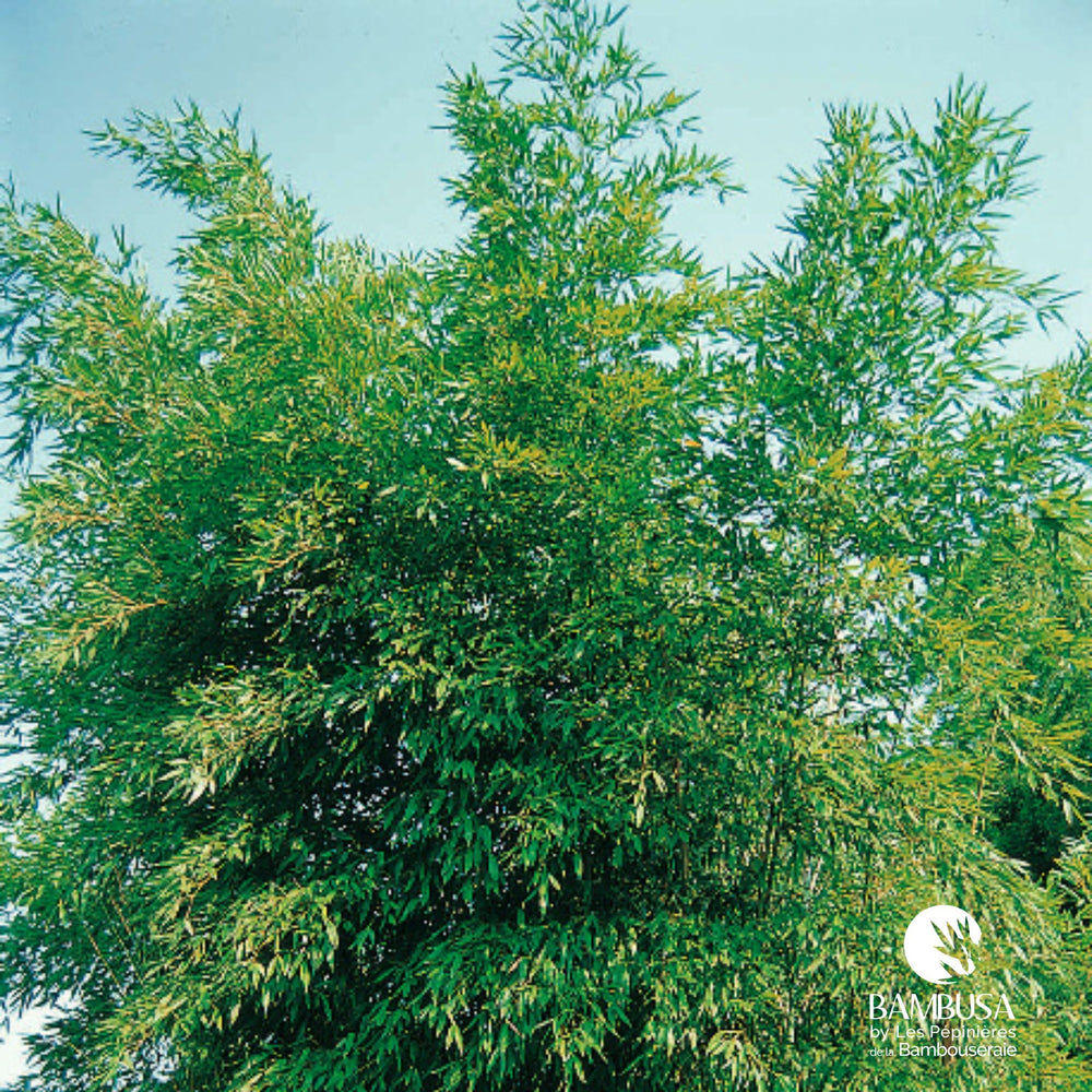 Phyllostachys glauca aux chaumes bleus