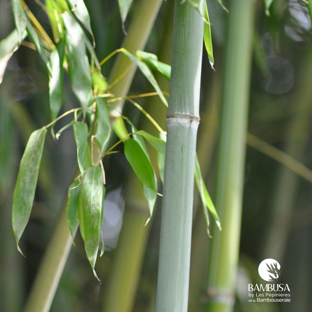Phyllostachys glauca — exposition mi-ombre ou ombre