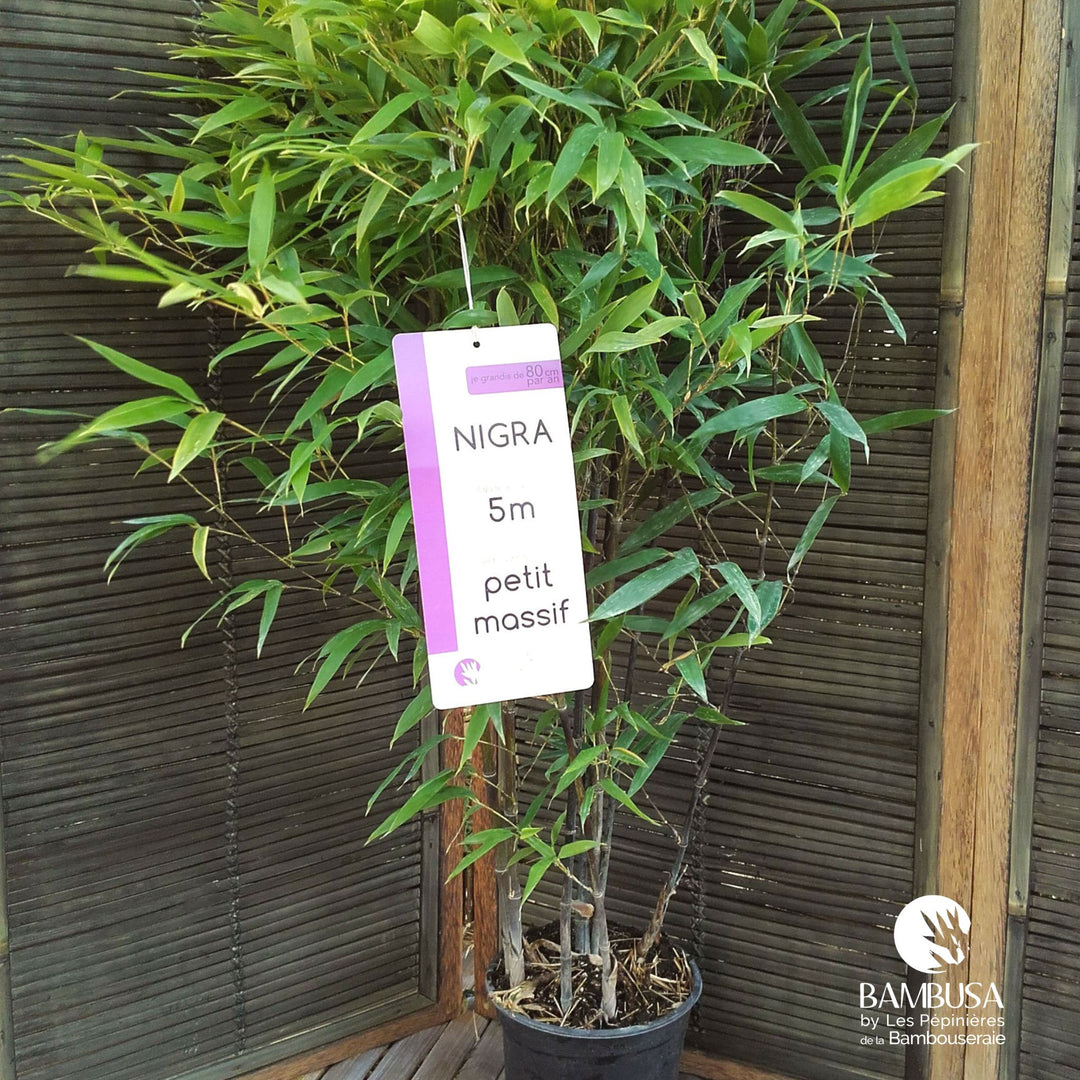 Bambou noir — tous types de sol