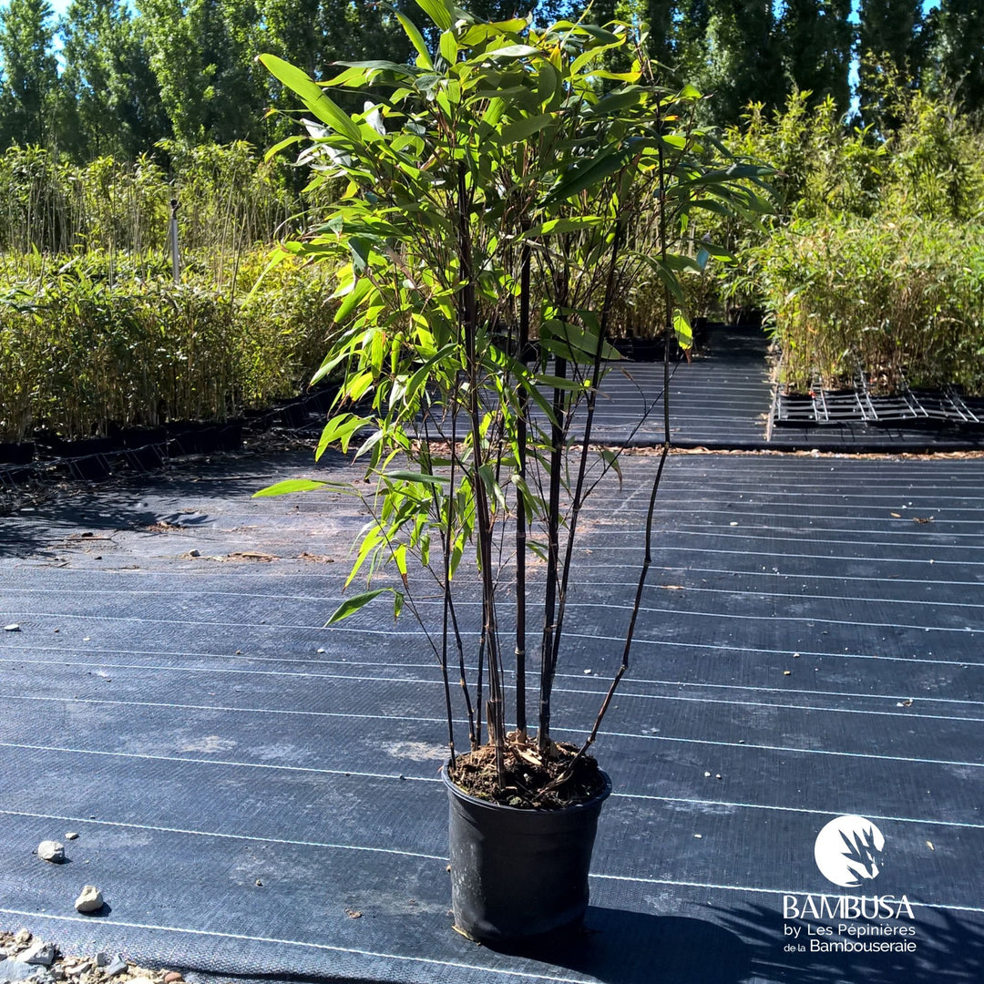 Phyllostachys nigra — pépinière Bambusa