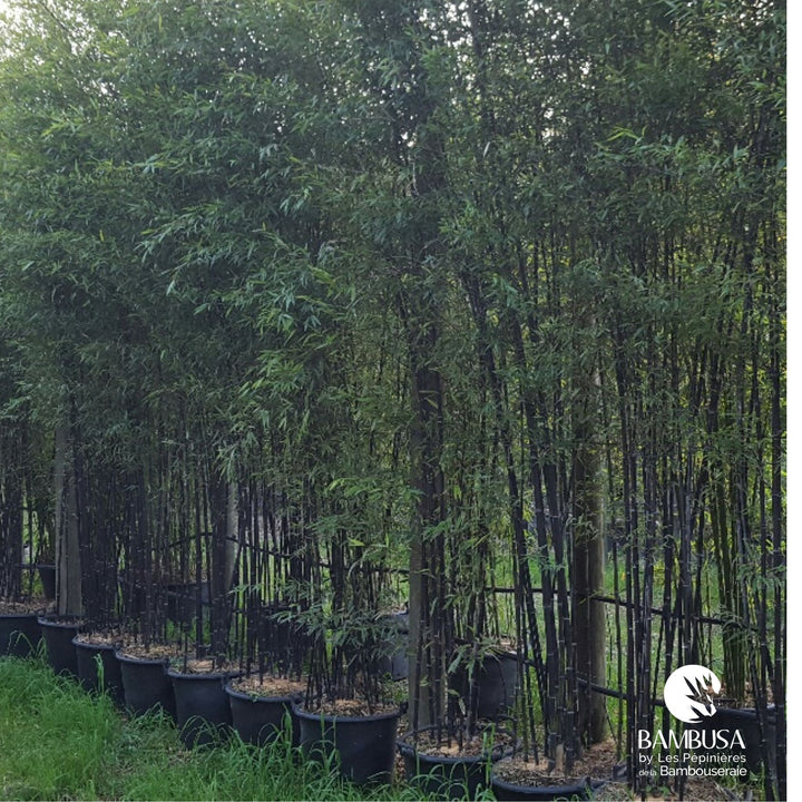 Bambou noir en pot, livré prêt à planter