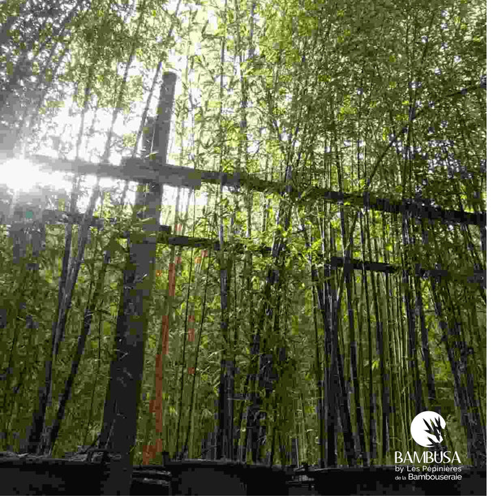 Phyllostachys nigra | Bambou noir — photo 13