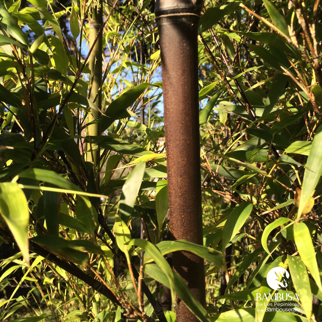 Phyllostachys nigra — hauteur adulte : plus de 5 m