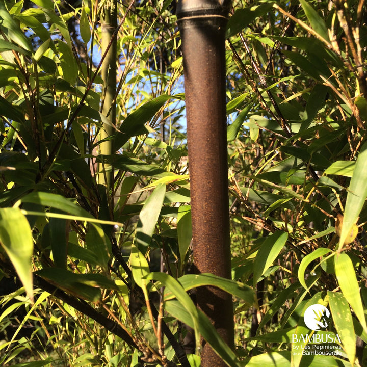 Phyllostachys nigra — hauteur adulte : plus de 5 m