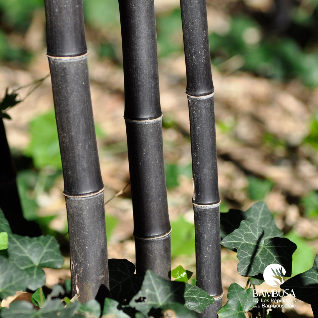 Phyllostachys nigra — rustique jusqu&