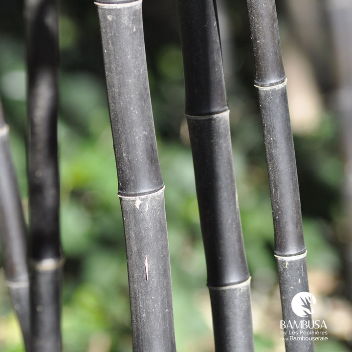 Phyllostachys nigra | Bambou noir