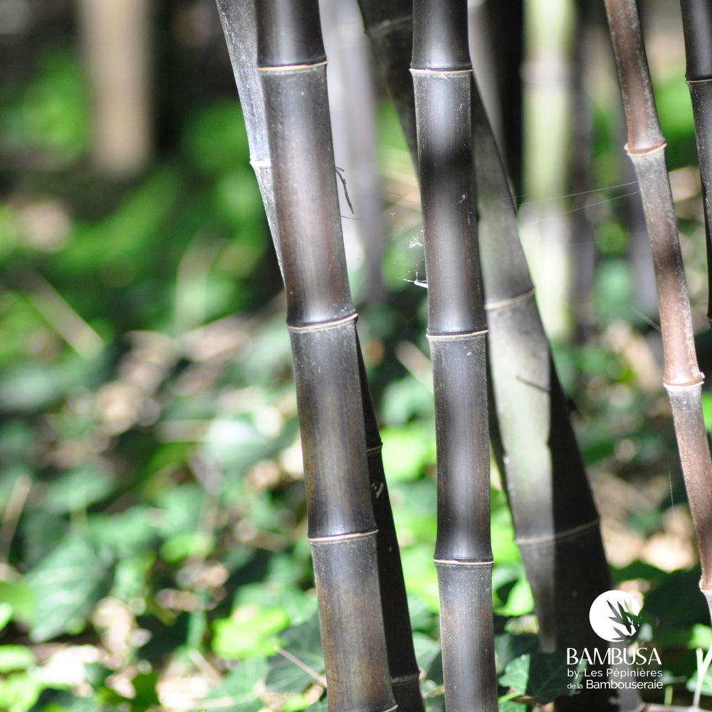 Bambou noir aux chaumes noirs